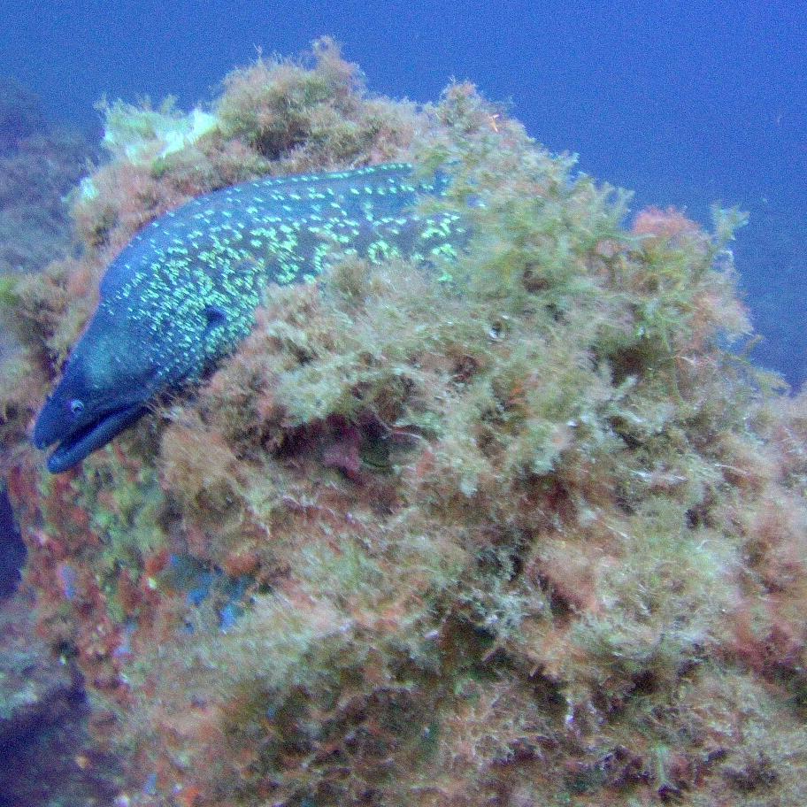 apenfiel's tweet photo. La Azohía alberga numerosos tesoros submarinos que tan solo necesitan ser descubiertos. #Buceo #Rivemar https://t.co/0G8fuoQ79H