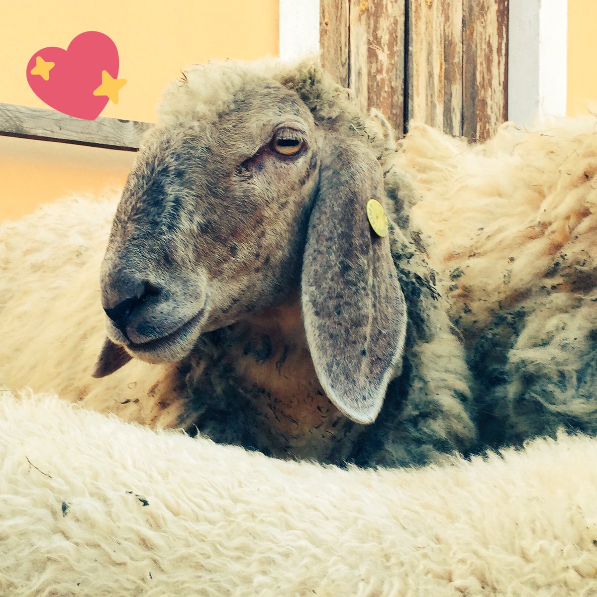 visitfoza's tweet photo. Oggi #festa della #pecorafoza #foza7comuni #foza #altopianodi asiago #altopiano7comuni #altopiano7c #veneto https://t.co/BZAJqg4tQ8