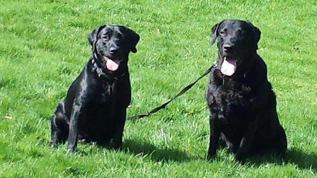 JulieBann's tweet photo. @SundayBrunchC4 my two boys Harvey and Barney #uncleandnephew https://t.co/0Rym2oQzD4