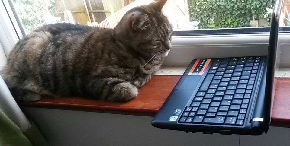chattycatsuzi's tweet photo. Morning @katemccabe35. Loving the #mewsic. I'm now going out into the #gardenroom. The #sunswitch is on. Happy #chattycat https://t.co/e7XzI37734