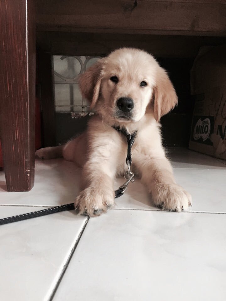 Biancagadds's tweet photo. #NationalDogDay2017 much love for all of u 💙 https://t.co/ciaft0gjGG