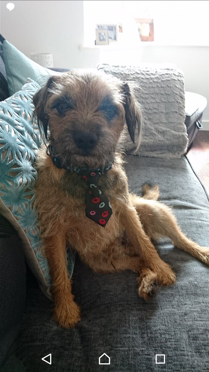 EmmaEmmaibiza's tweet photo. @katychand @SundayBrunchC4 😂😂😂 I bought him this tie the other week. Everyone keeps taking pics of him when he's out for a walk. He doesn't look impressed 😂 https://t.co/TZ7aUA5irG