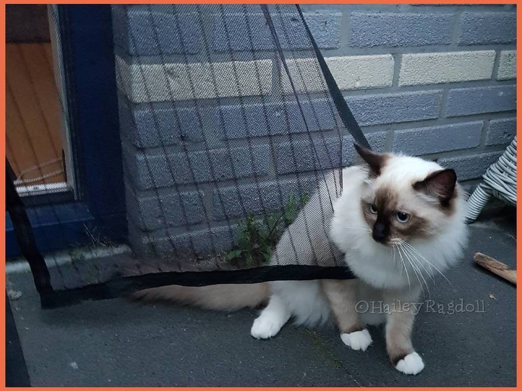 HaileyRagdoll's tweet photo. Wrong exit✖🆘️ #catstuck #catdoor #gotstuck .
use 👉 #haileyragdoll for a chance to be featured.
#Ilovemycat
#kitte… https://t.co/qs4fvmr2IT https://t.co/z4Zd3yTttA