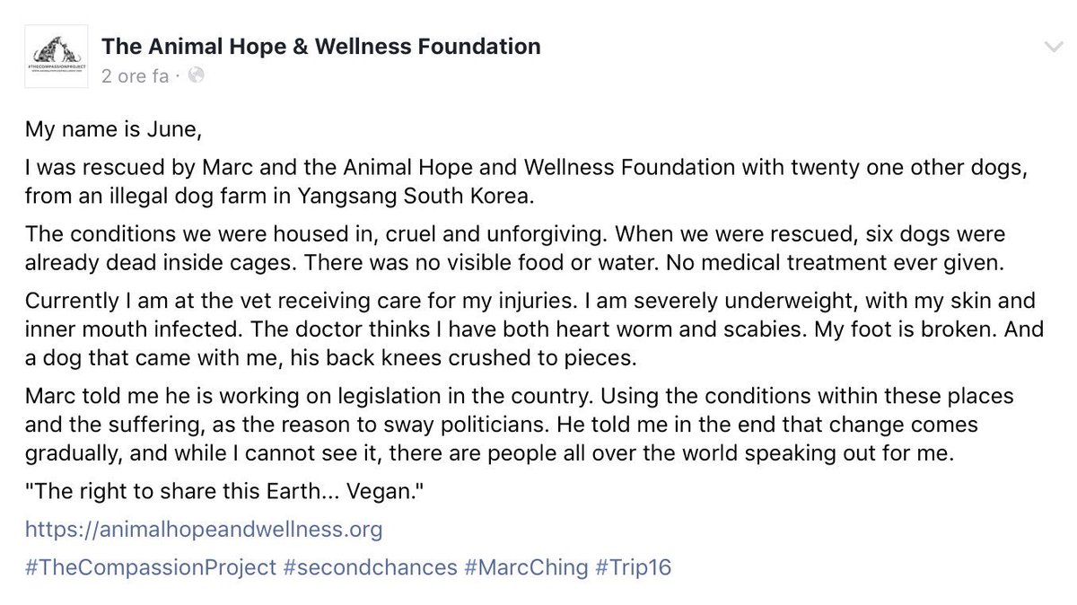 GretaAstpc's tweet photo. #Trip16 🐾June 🐶 rescued by #MarcChing from a slaughterhouse #SouthKorea while working on legislation #BeTheirVoice
https://t.co/3lO2p3t23o https://t.co/GGrYMmdBsO