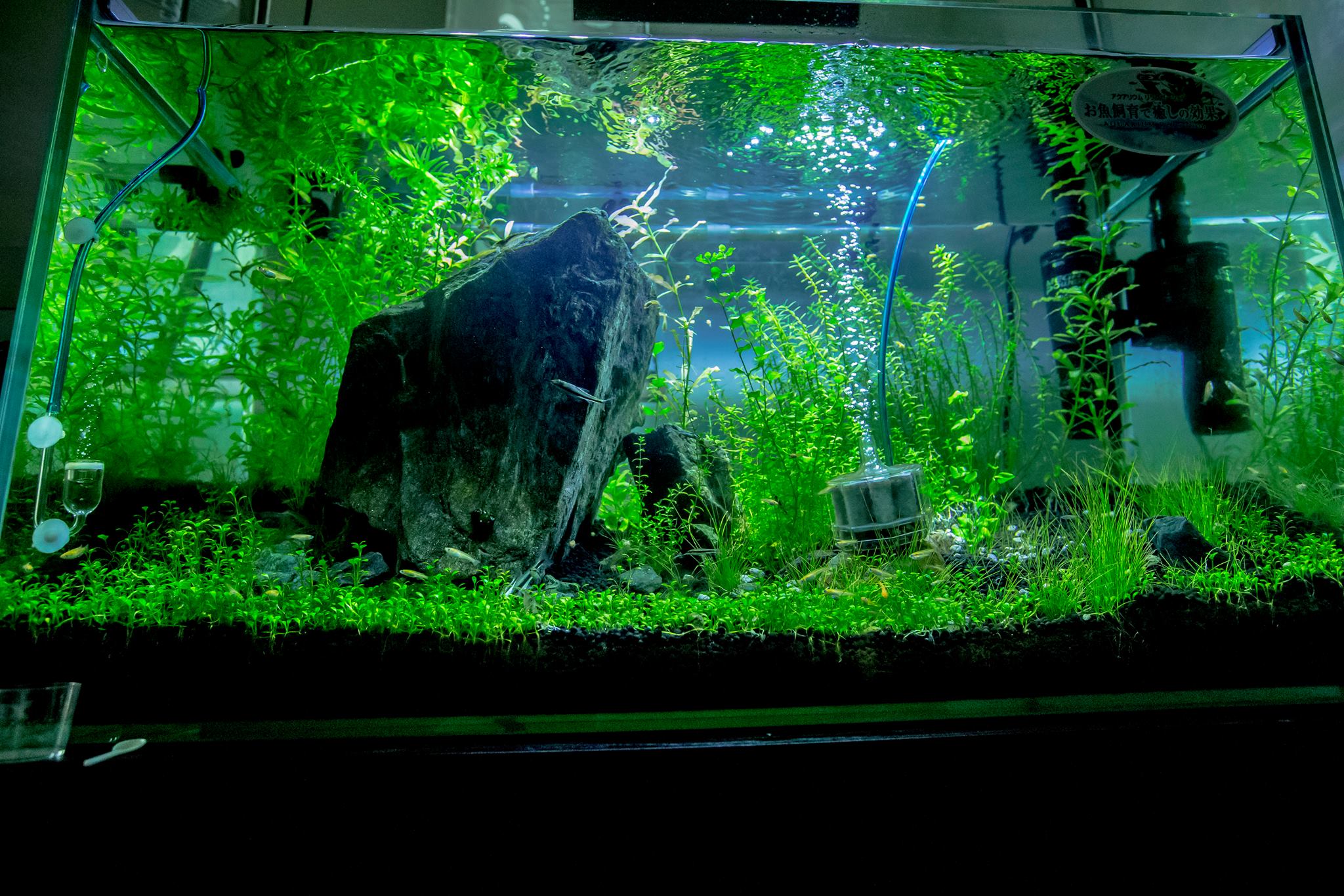 ট ইট র カメラマン 撮影補助係 自宅の水槽をメンテナンス Ledで光を当てると青っぽい光になって植物は横に根を伸ばすようです アクアリウム メダカ ヤマトヌマエビ サイアミーズフライングフォックス グロッソスティグマ 水槽飼育 T Co