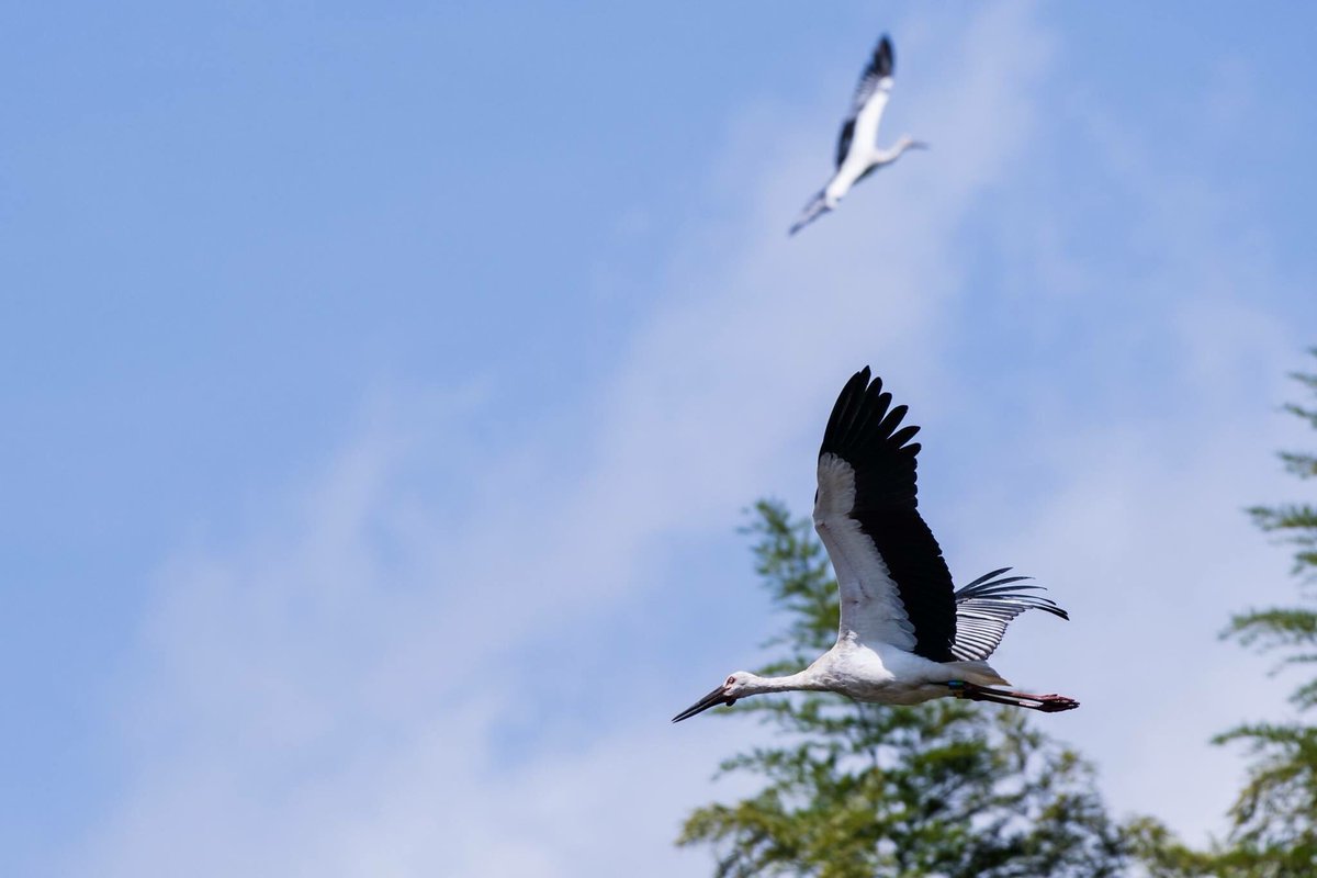 s7t73pf71's tweet photo. #コウノトリ #野鳥 #野鳥写真 #stork #orientalwhitestork #bird #うんなんフォト #D500 #J0144 #青空 https://t.co/Z6oi0fsaOJ
