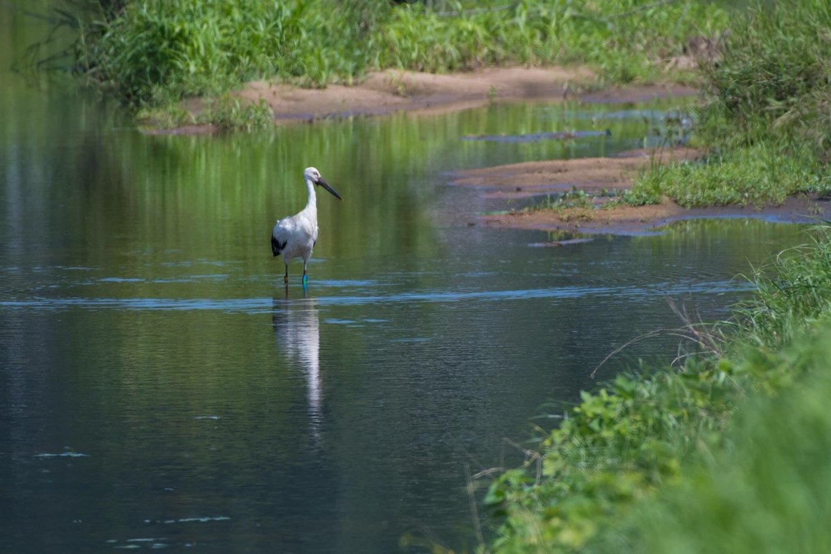 s7t73pf71's tweet photo. #コウノトリ #野鳥 #野鳥写真 #stork #orientalwhitestork #bird #うんなんフォト #D500 #J0144 https://t.co/Ob0lI5NP8e