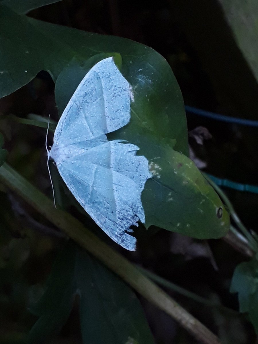 AliBourne13's tweet photo. The first 2nd gen Light Emerald this year, hardly freshly emerged though #teammoth https://t.co/RbRkM7clEY