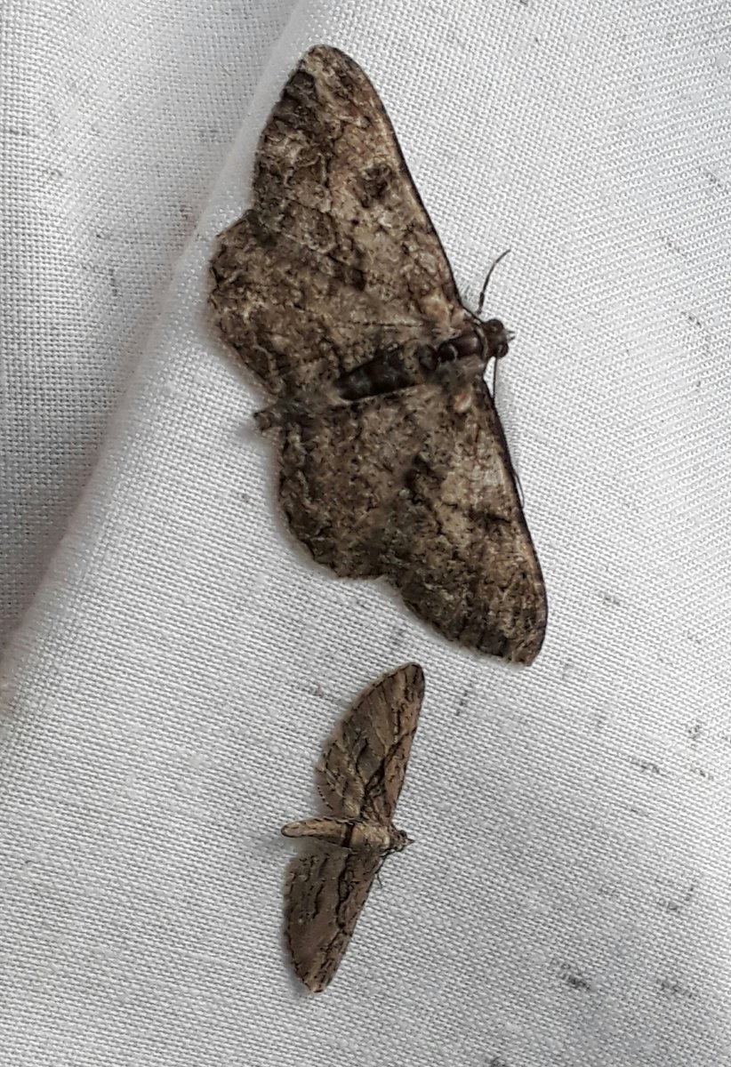 AliBourne13's tweet photo. Little &amp; large. Cypress Pug &amp; Willow Beauty #teammoth https://t.co/cMhROHYV6z