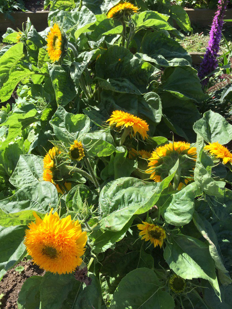 Lindahill50Hill's tweet photo. Look @SueMoorcroft @AvonBooksUK My #JFTH sunflowers love the sunshine https://t.co/tZr4sdLShl