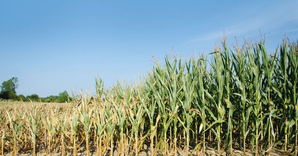 Kevin Folta tweet media