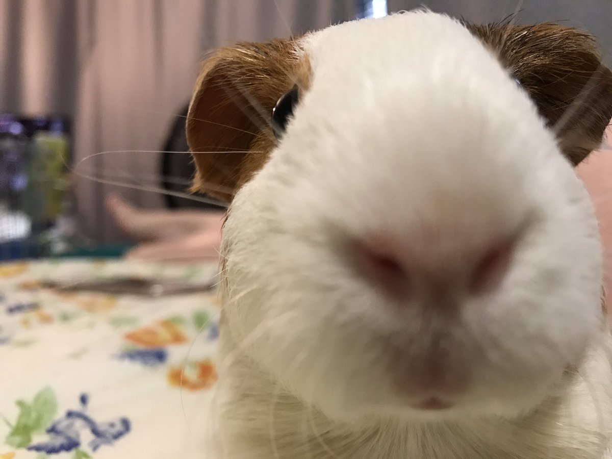 GCatland's tweet photo. Cuteness! 💕 #cutenessOVERLOAD #GuineaPig #cavey #guineapigoftheday #guineapiglove https://t.co/Q6NTyxrgbf