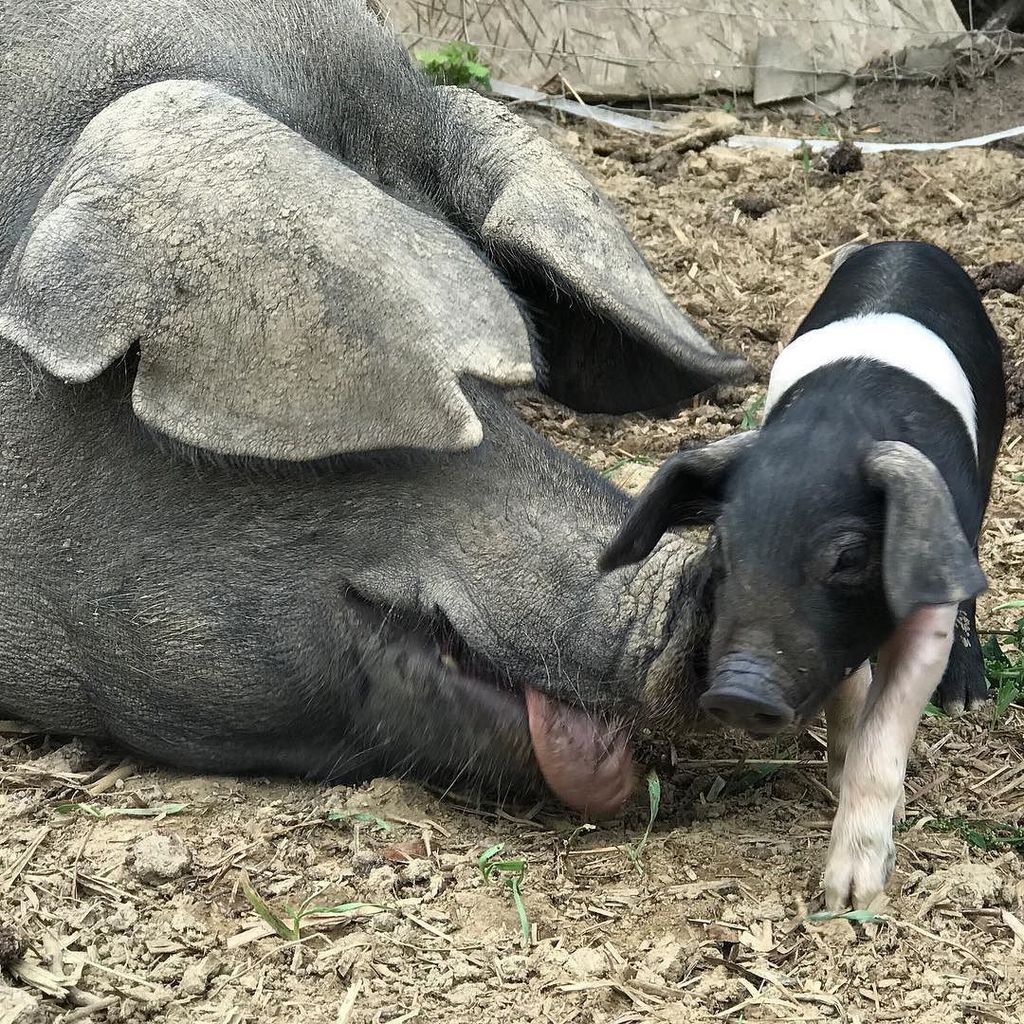 If you're at a loose end come and meet Shiraz and her gorgeous 14 piglets at Pork Fest, Sunday 3 Sept 12-5. Addres… ift.tt/2wJ8C6T