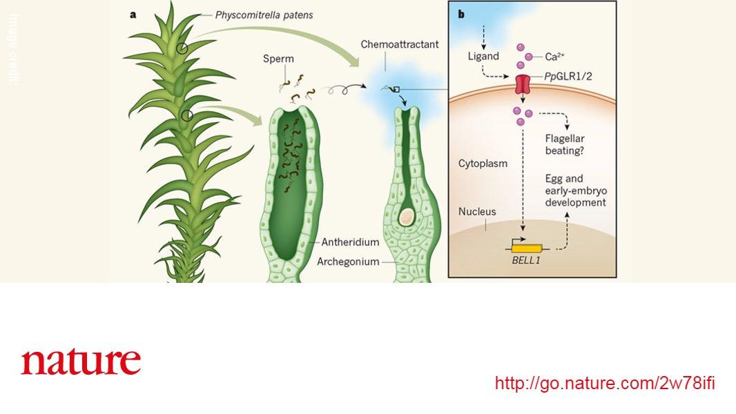 NaturePortfolio's tweet photo. News &amp; Views: Unpicking how sexual attraction is channelled in mosses https://t.co/ebUiSL86s9 https://t.co/cEjN6X9Ots