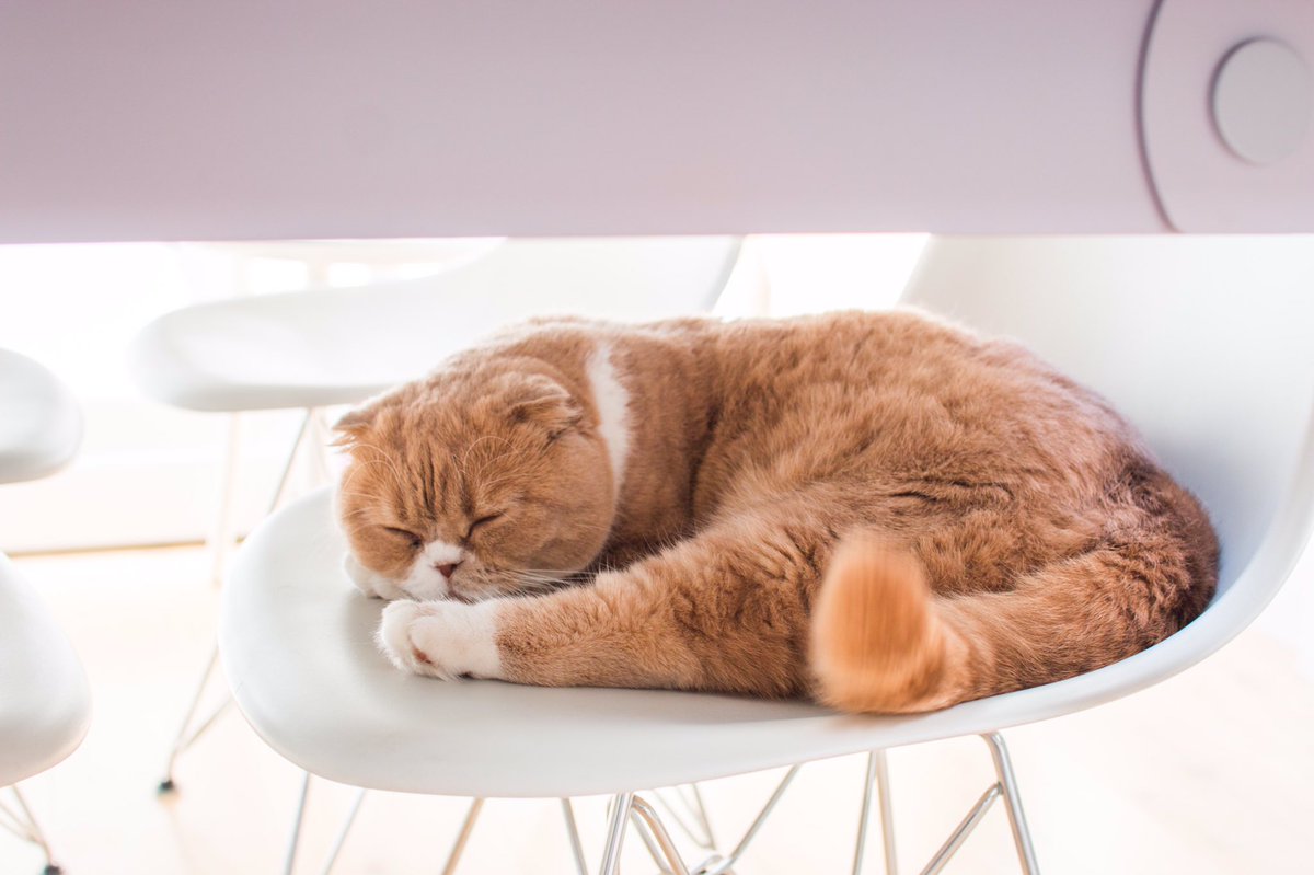MisterPurs's tweet photo. Sunday snooooze #CatsOfTwitter #catsofinstagram #SundayBrunch #SundayMorning #SundayFunday https://t.co/4Sr3uaPEMj