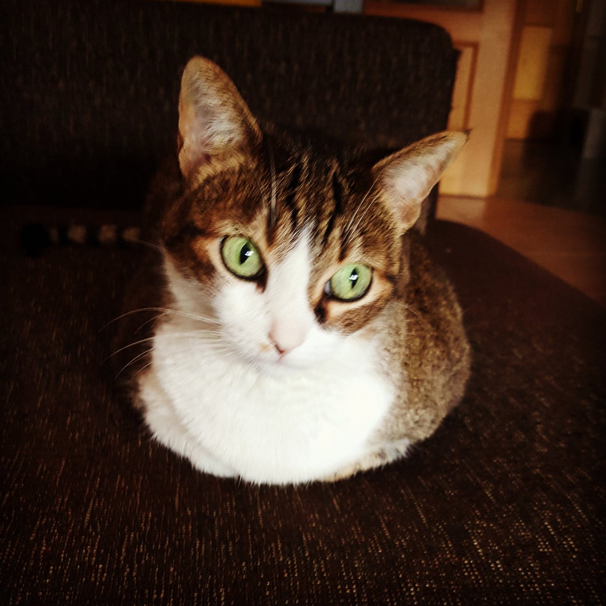 salvahispanico's tweet photo. Mi gata se ha convertido en un tronco con cabeza 🤤 #sinpatas https://t.co/ajAuVCywkW