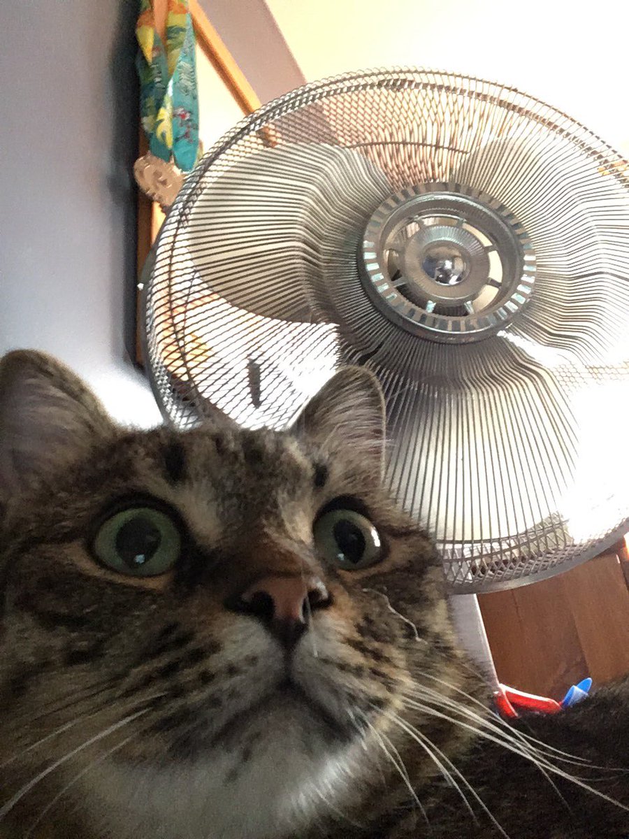 DenverTheCat67's tweet photo. Wot appining https://t.co/6MFniCFwX2