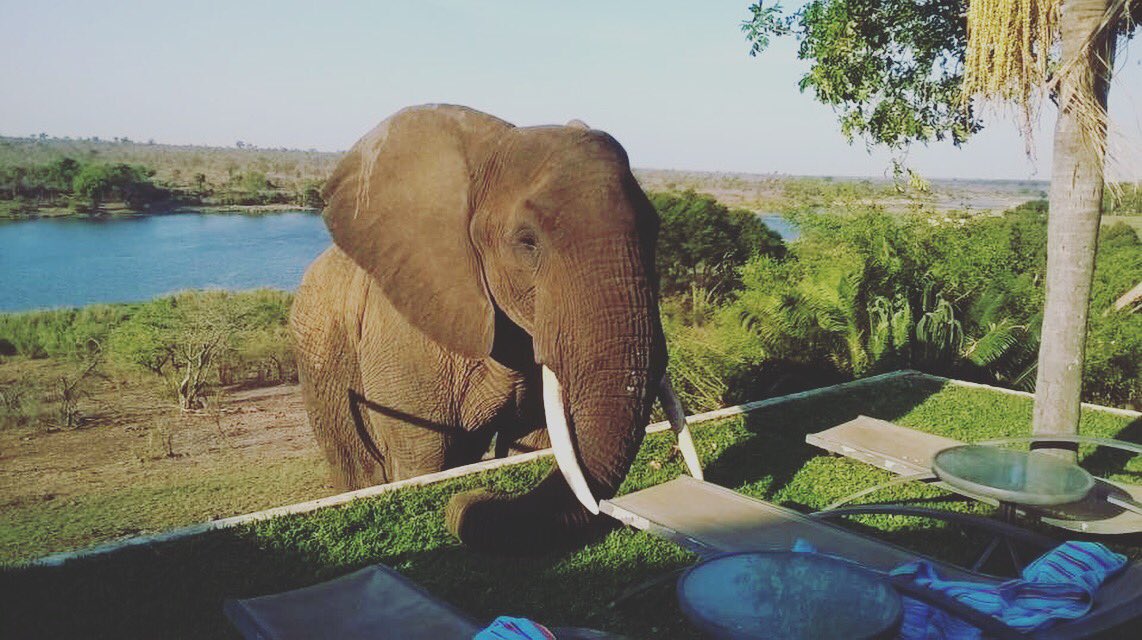 BuhalaLodge's tweet photo. An #elephant checking-out our tanning beds by the #pool . #buhala #krugernationalpark #wildlife #southafrica #outdoors . π· Birgit Spicker https://t.co/ufpBega4RK