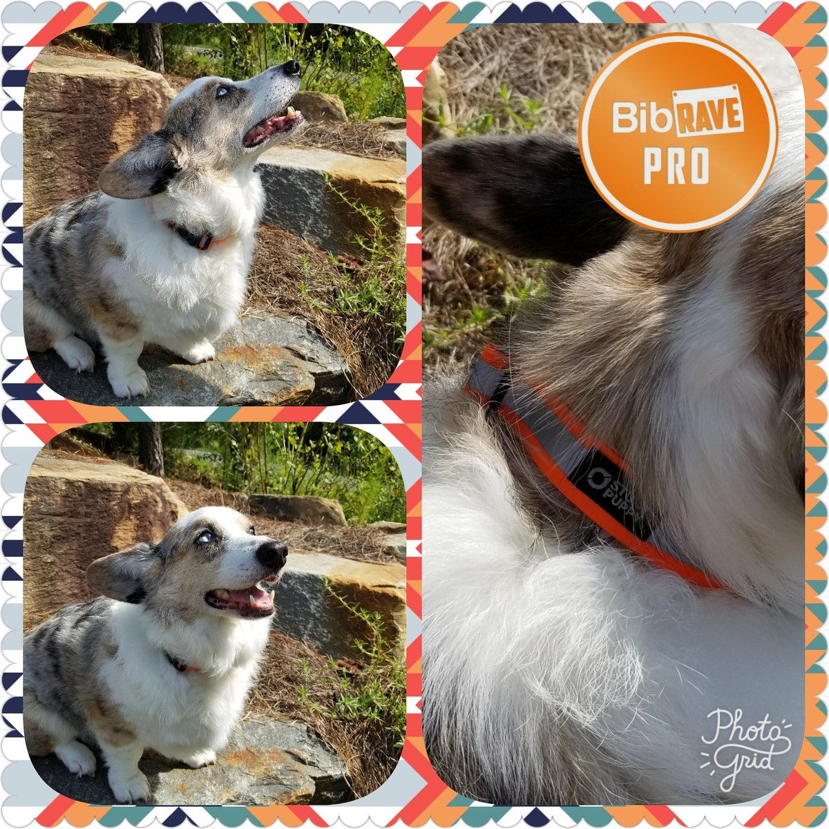 BarkingMad_Life's tweet photo. staying visible and dry on the #carolinathreadtrail with @stuntpuppy #drycollar #Memphis #bibchat #bibravepro @BibRave #cardigancorgi https://t.co/wTzoi1mzPY