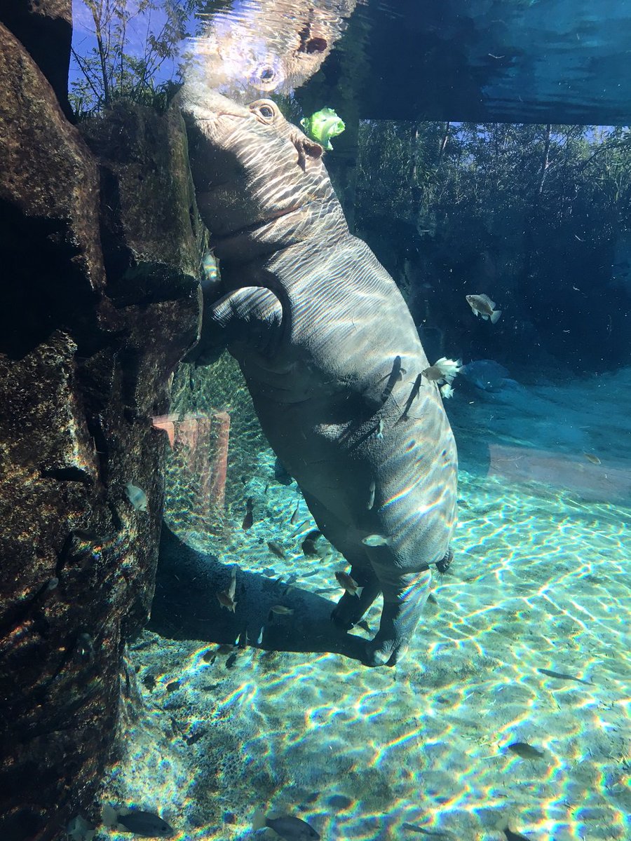 CincinnatiZoo's tweet photo. Fiona can now touch on her tippy toes!! Keep growing Fiona! https://t.co/A9vAdTMdhN