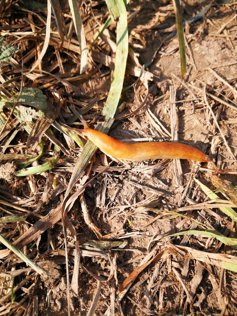 dieselRuns's tweet image. Avon trail thrash today but still managed to avoid a slug crossing the trail. All things have a place. #RunStrong #SaveTheSlugs #GoRarebits