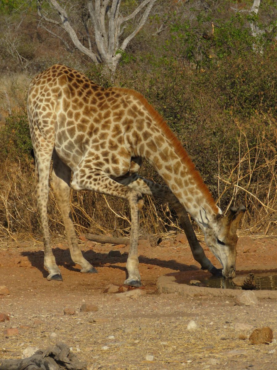 MotseBotswana's tweet photo. A giraffe having a quick water break. See the video on our YouTube channel at https://t.co/Kq12iKjUXQ #giraffe #limpopolipadi #botswana https://t.co/29DBSEk3xc