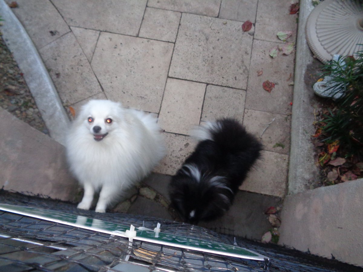 OneEyedFlurry's tweet photo. @Pataltschul We loooooooooooove Sigfried &amp; Roy so much!
Please send them up 2 us!
Thank u.
#SouthernCharm
#SouthernDogs
#SouthernPoms
#NationalDogDay https://t.co/aGehv3VSk4