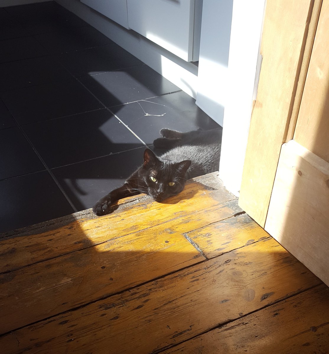 blackcat_bella tweet picture