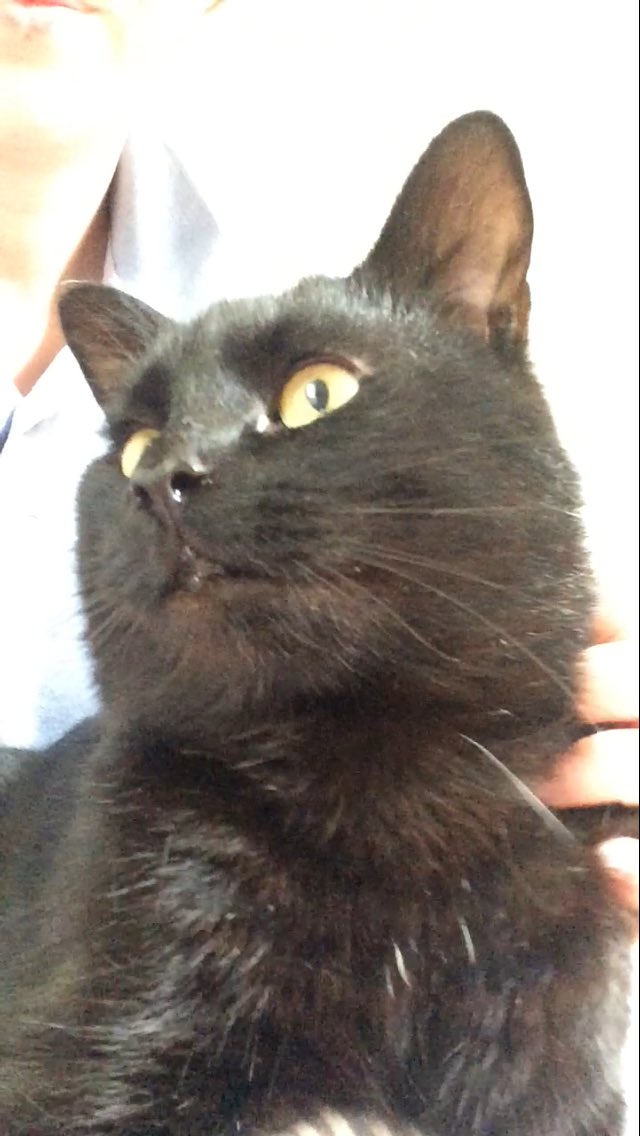 So today I lost my baby after being hit by a car! Forever will be in my heart! Rest in peace Jd 😢❤️👼🏼