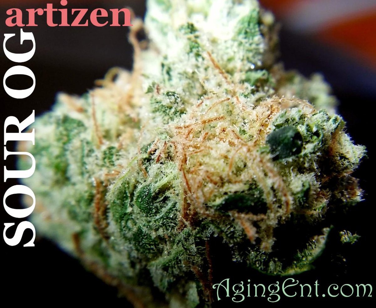 theAgingEnt's tweet photo. #Sour #OG by @artizencannabis
#WAPot #stickyicky #Budshot #Agingentapproved #Stonernation #cannabis #recreational #herbohhlicious https://t.co/eEDOHeCx1v