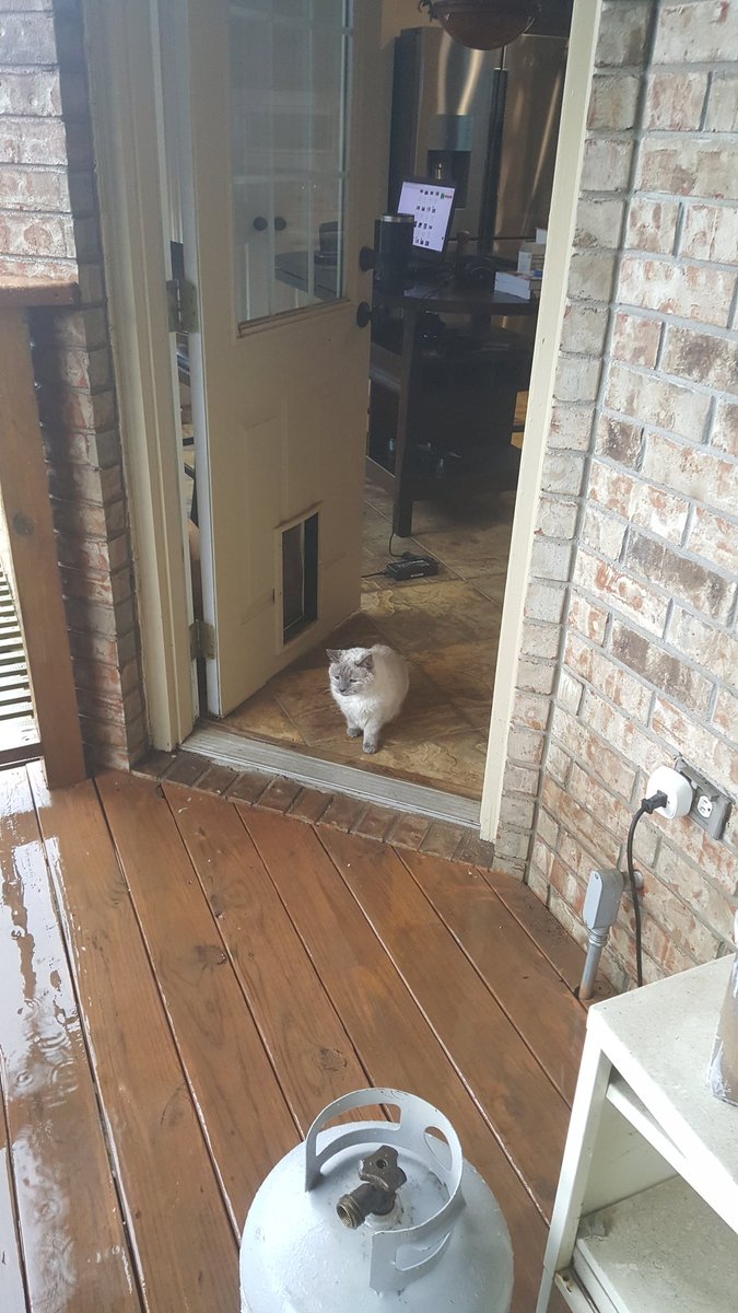 ClynchX's tweet photo. @FateWinters @Ricklas75 Kitty Kitty investigating the storm https://t.co/o87WSeixeB