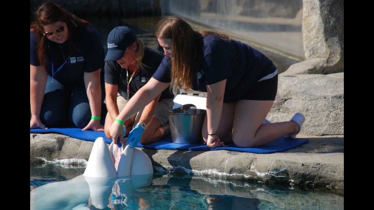 BriannaKraynak's tweet photo. Throwback to 2 years ago when I was brushing a beluga whale's teeth and feeding penguins 💙 #trainerforaday https://t.co/pjImqdp49y