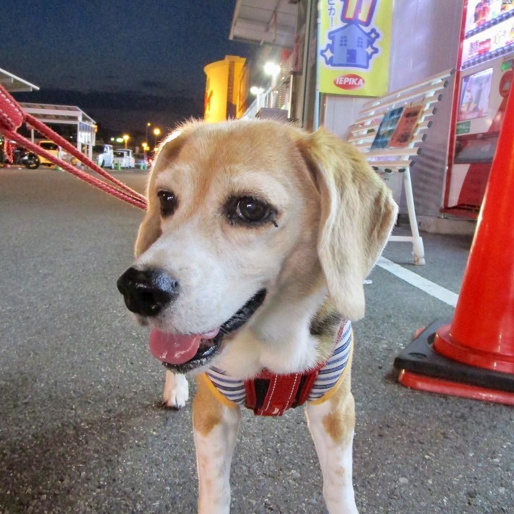 beagle_peach's tweet photo. 休憩中 #ピーチ #ビーグル #ビーグル犬 #peach #beagle #beagles #dog #dogs #beaglesofinstagram #beaglestagram #beaglelife #beagleman… https://t.co/kfklYzhdfh https://t.co/ub86y7ovWt