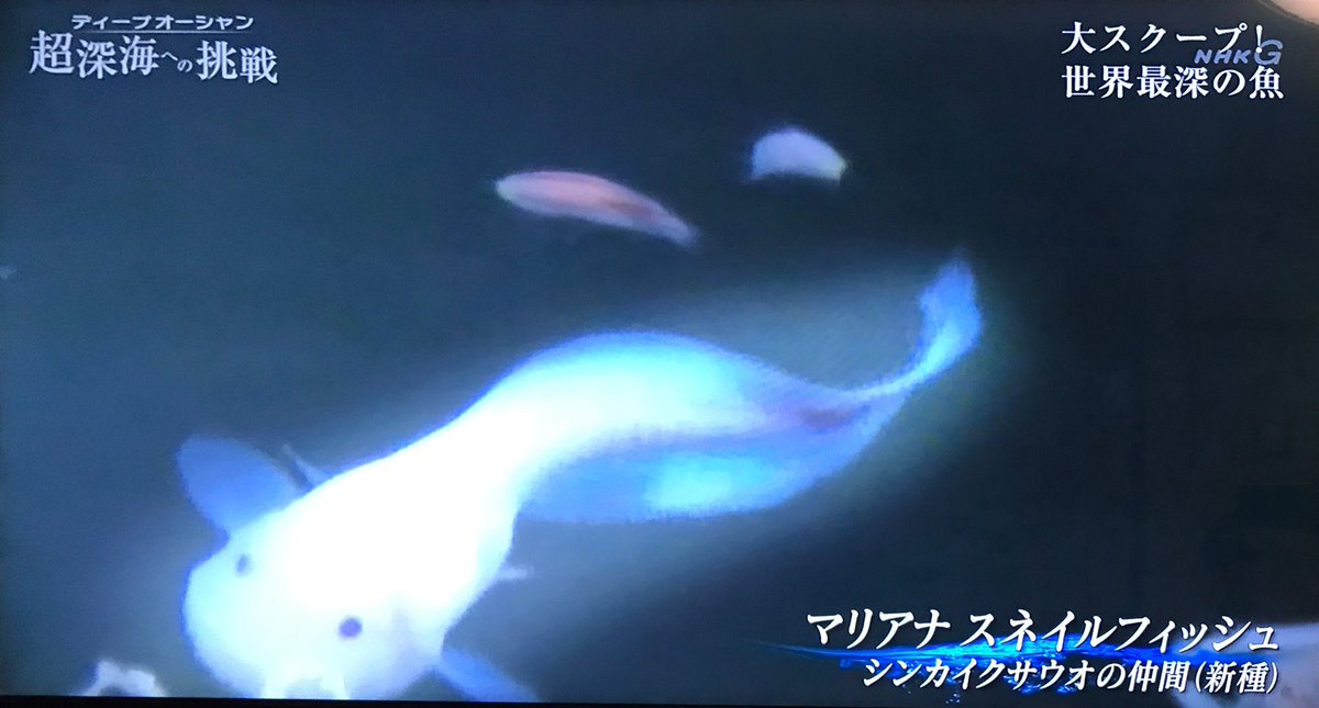 マリアナスネイルフィッシュかわいい#ディープオーシャン #超深海への挑戦