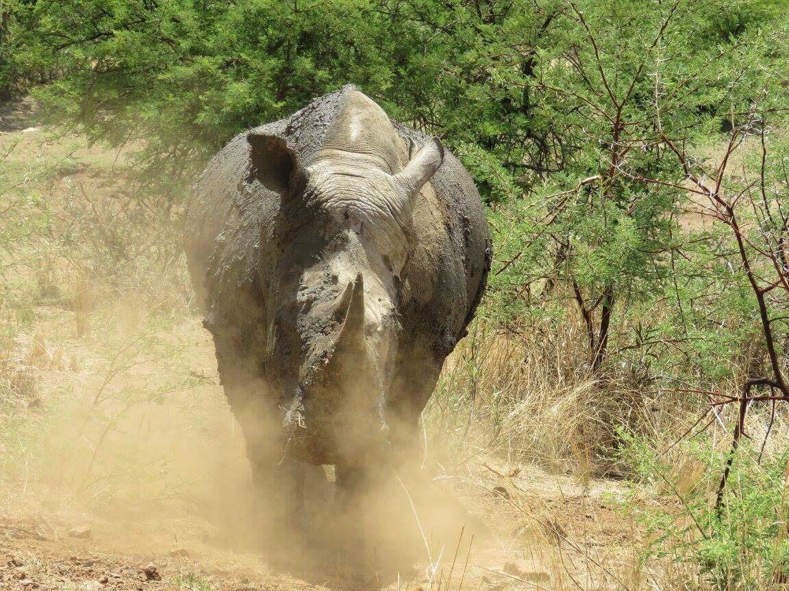 RHINOSINAFRICA's tweet photo. #AidNotTrade #ForeverWildRhino #Rhinospiracy @HornAuction WE will never stop fighting for our #rhino @EleRhinoMarch @SaveOurRhinoK9 https://t.co/zX4mSOu1aU