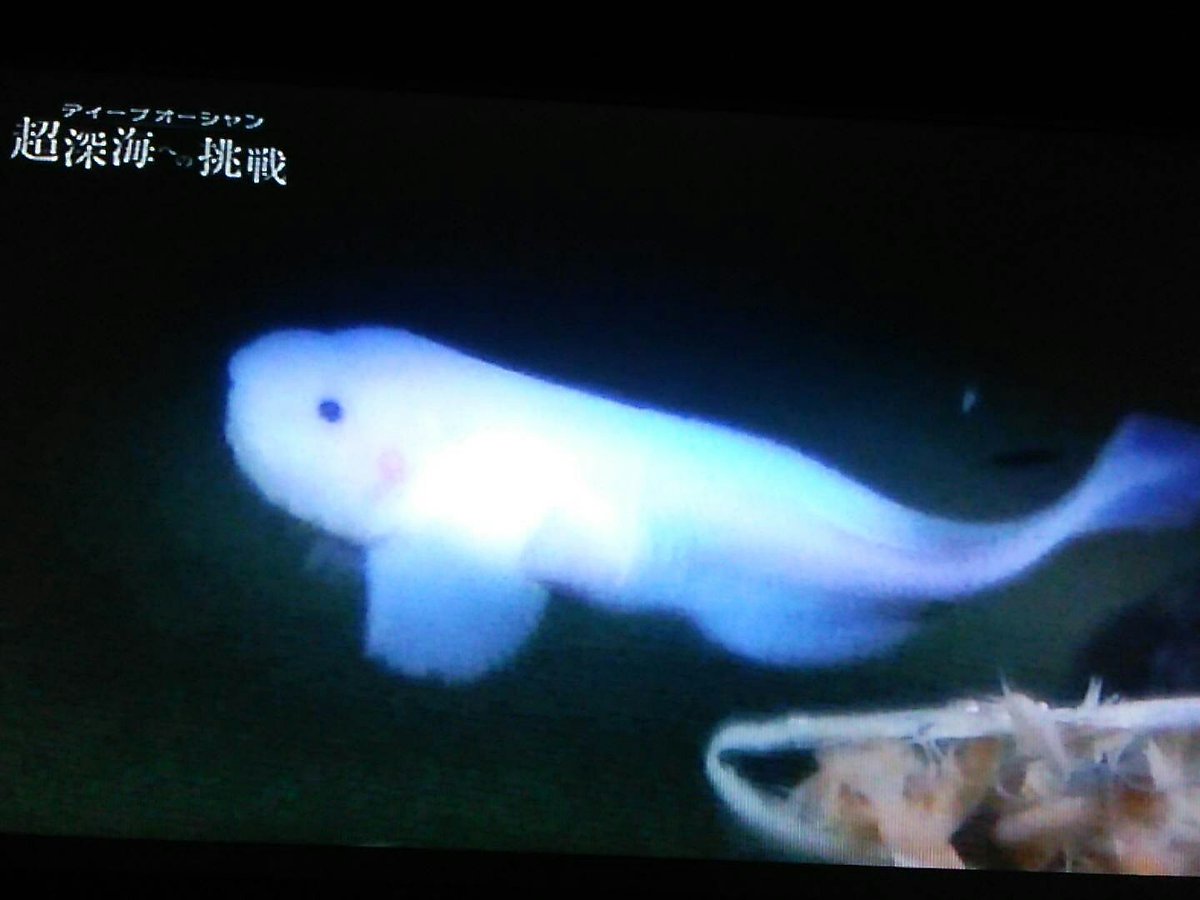 マリアナスネイルフィッシュ 海溝 #海老 #超深海 に生息する魚 深海