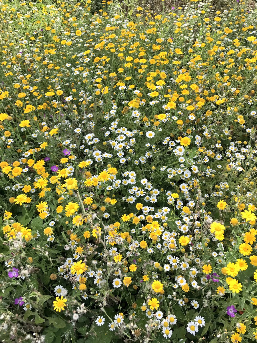 BD_landscape's tweet photo. #BD wildflower meadow trials + our #emorsgate #cornfieldannuals in late August looking great #beefriendly #butterflymagnet https://t.co/jRkSNx44Mx