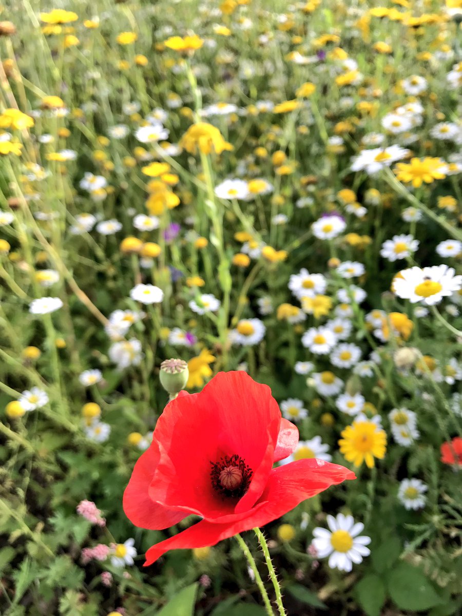 BD_landscape's tweet photo. #BD wildflower meadow trials + our #emorsgate #cornfieldannuals in late August looking great #beefriendly #butterflymagnet https://t.co/jRkSNx44Mx