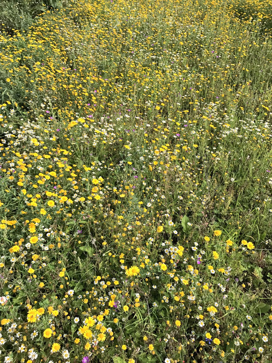 BD_landscape's tweet photo. #BD wildflower meadow trials + our #emorsgate #cornfieldannuals in late August looking great #beefriendly #butterflymagnet https://t.co/jRkSNx44Mx