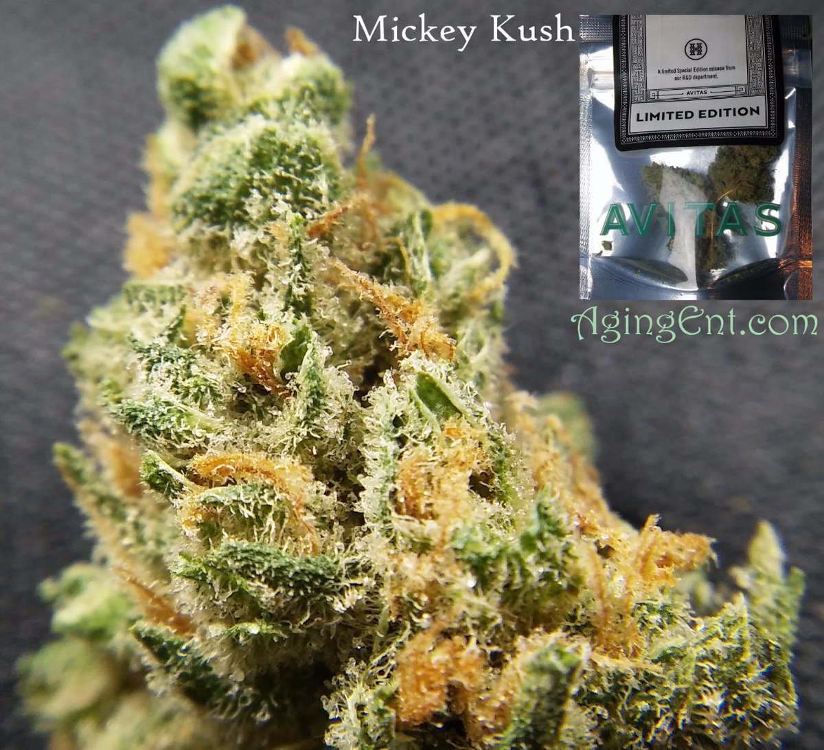 theAgingEnt's tweet photo. #Mickey #Kush @AvitasAg g
Visit https://t.co/IeGUCLTvlt 

 #Wapot #Dope #ganga #agingent #dabbing #Stonernation #nugporn #kush #smokeweed https://t.co/eE7HVOLXBi