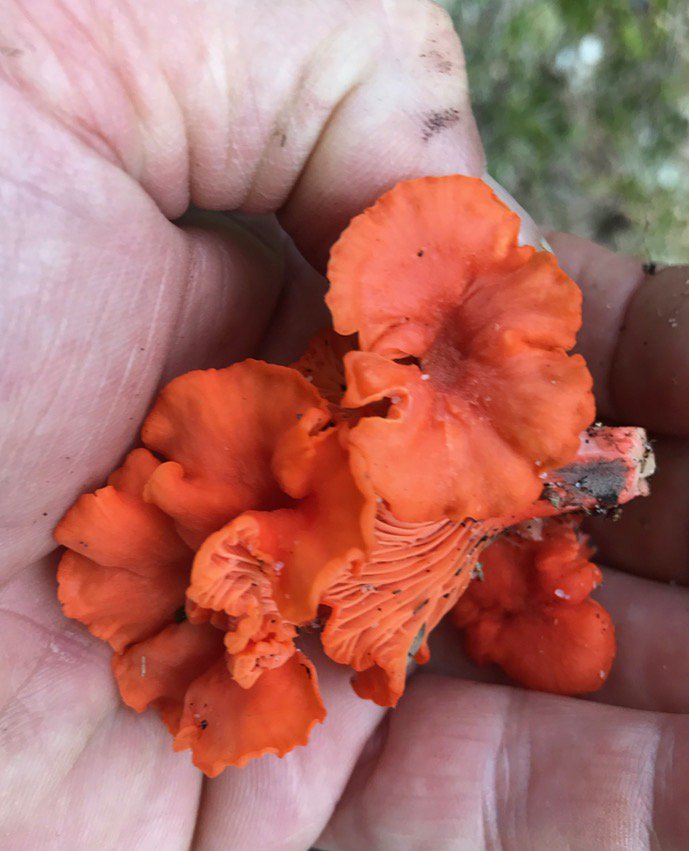 chefsamgoldman's tweet photo. NJ Chanterelle! https://t.co/S5HSaQ3tkZ