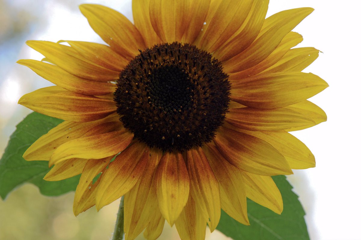 deanhans's tweet photo. I love this time of the year!#sunflowers 2017 https://t.co/c3Ekpv8WuU