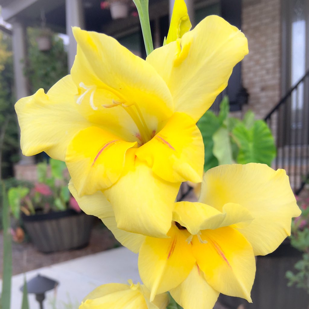 ElizabethBarber's tweet photo. Yellow gladiolus make me happy.
#happinessisaflowerinbloom #flowers
#project365 #floweredition https://t.co/3pNrU4G5Mg
