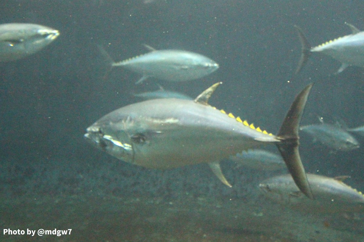 窓木 Op Twitter マグロが泳いでるのを見たあとマグロカツカレーを食べられる すばらしい水族館でした 葛西臨海水族園