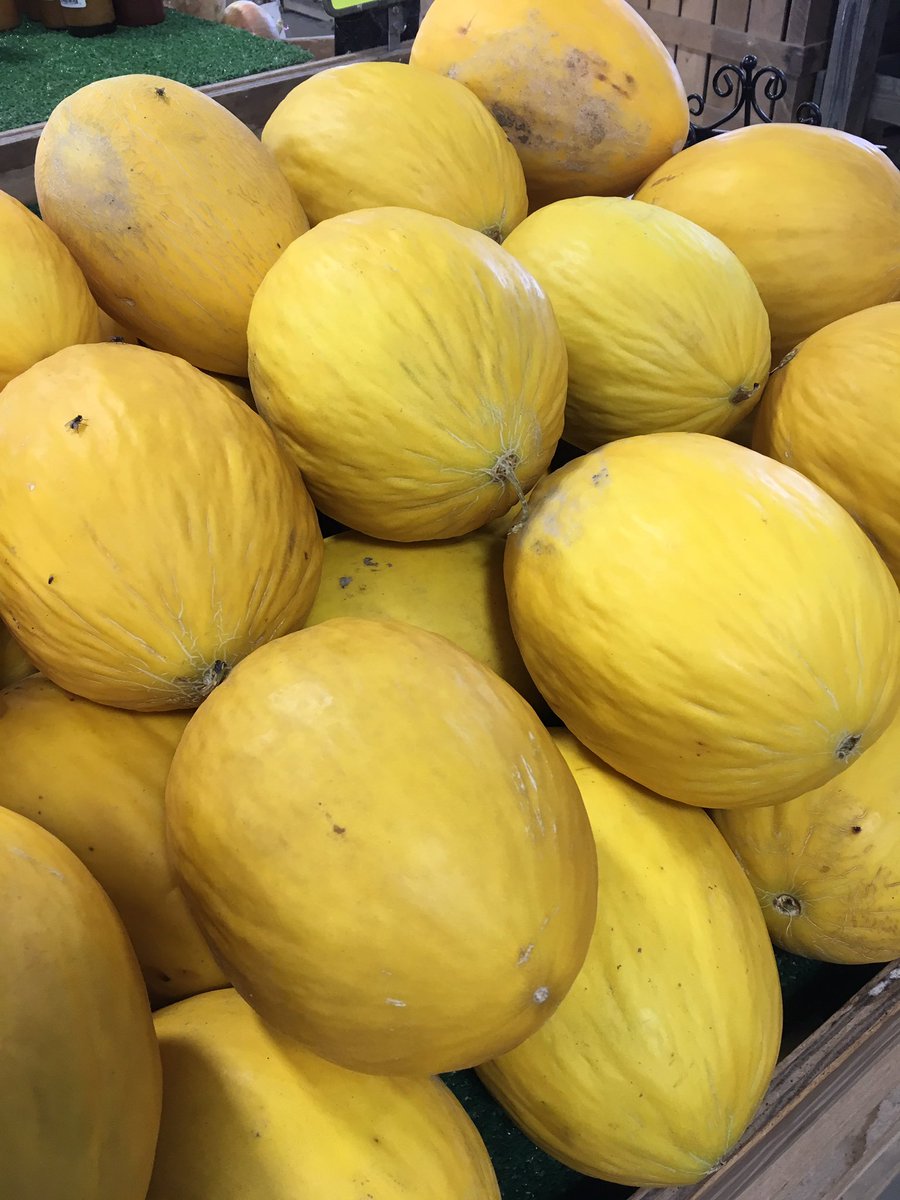 wright_iv's tweet photo. Still picking #casaba mild sweet delicious #wrightsmarket https://t.co/bMccfP35tr