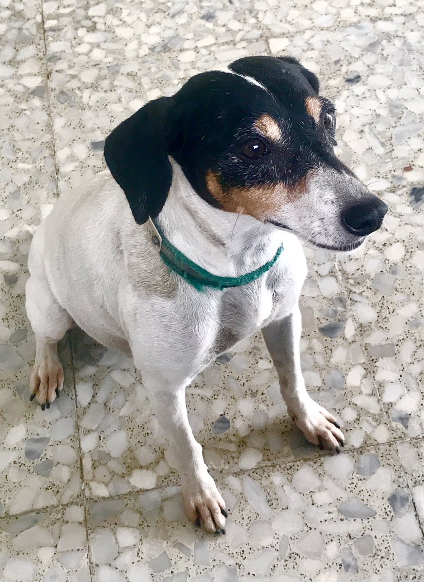 CharoTobajas's tweet photo. #Tana #AMiVera #Bodeguero ☺️🐶😍📸 https://t.co/r8R9XLUWso