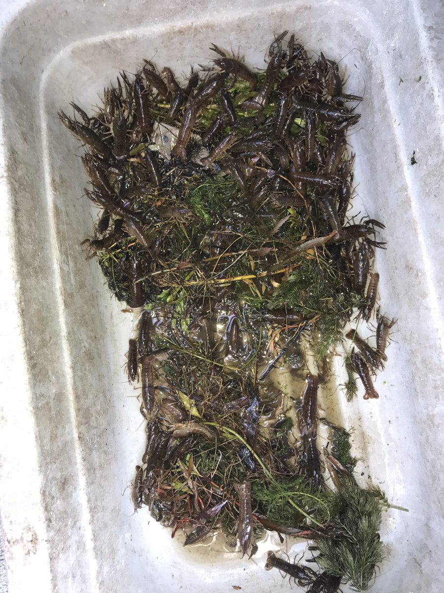 Upstatehunters's tweet photo. Let's see what a hundred crabs can catch us today https://t.co/AAMkyIgMT2