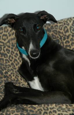 Foster boy Max looking for his forever home in #Perth #WesternAustralia