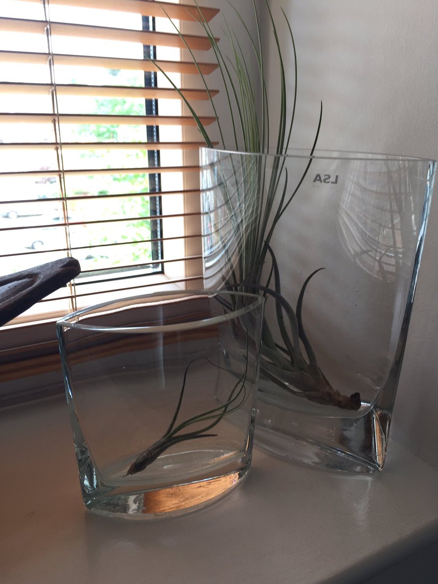 HarpersLimerick's tweet photo. @WhiteDoveLMK @limerickShow , look what I got . Air plants , as seen on @GWandShows . Thanks Tara 👍👍 https://t.co/m1UNGuxcZB