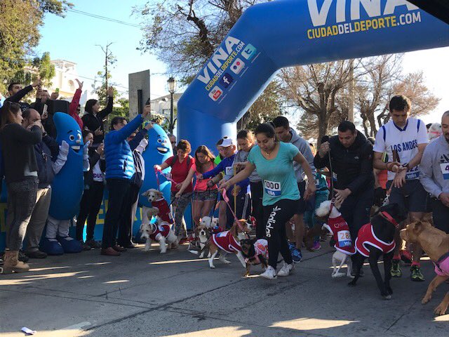 cotyreginato's tweet photo. Disfrutando junto a los Viñamarinos de la #Perrorunning de Viña del Mar Ciudad del Deporte. 
Virginia Reginato #CHILE #VIÑA https://t.co/mzZlygASki